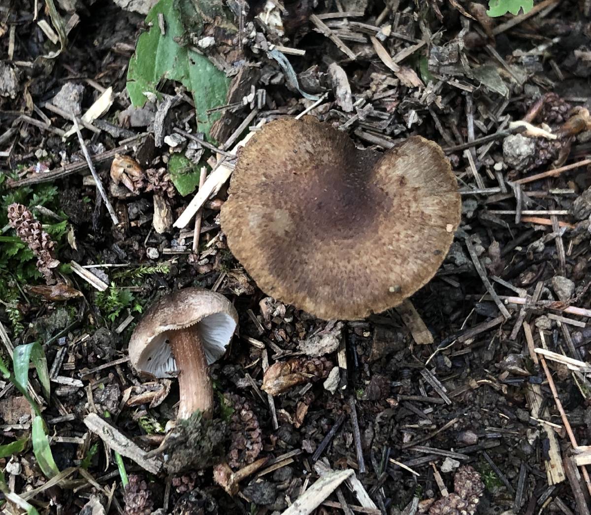 Inocybe albomarginata image