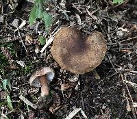 Inocybe albomarginata image