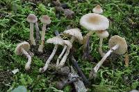 Inocybe phaeodisca image