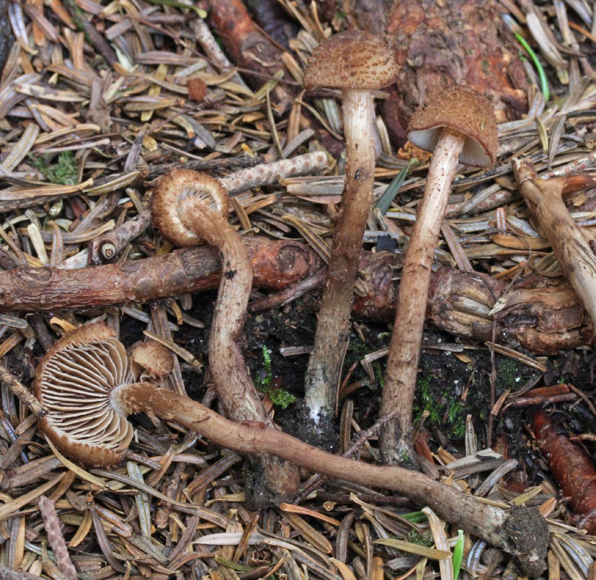Inosperma mutatum image