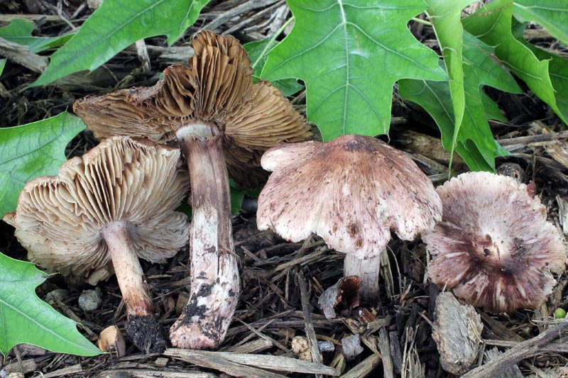 Inocybe vinaceobrunnea image