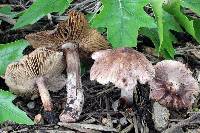 Inocybe vinaceobrunnea image