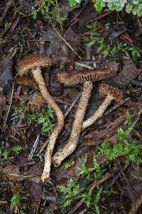 Inocybe carolinensis image