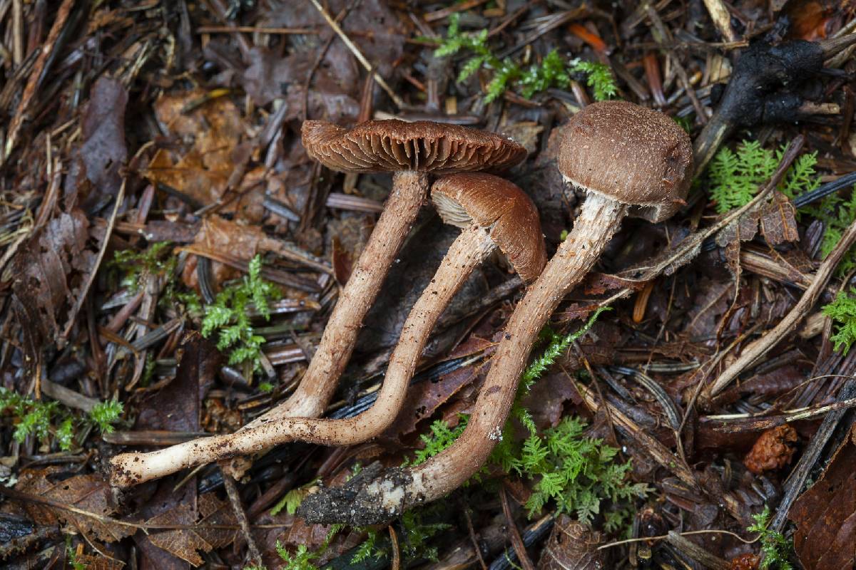 Inocybe carolinensis image