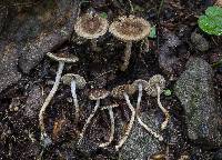 Inocybe cincinnata image