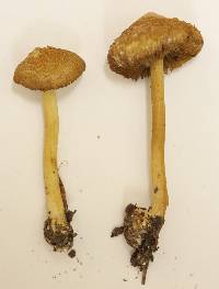 Inocybe cryptocystis image