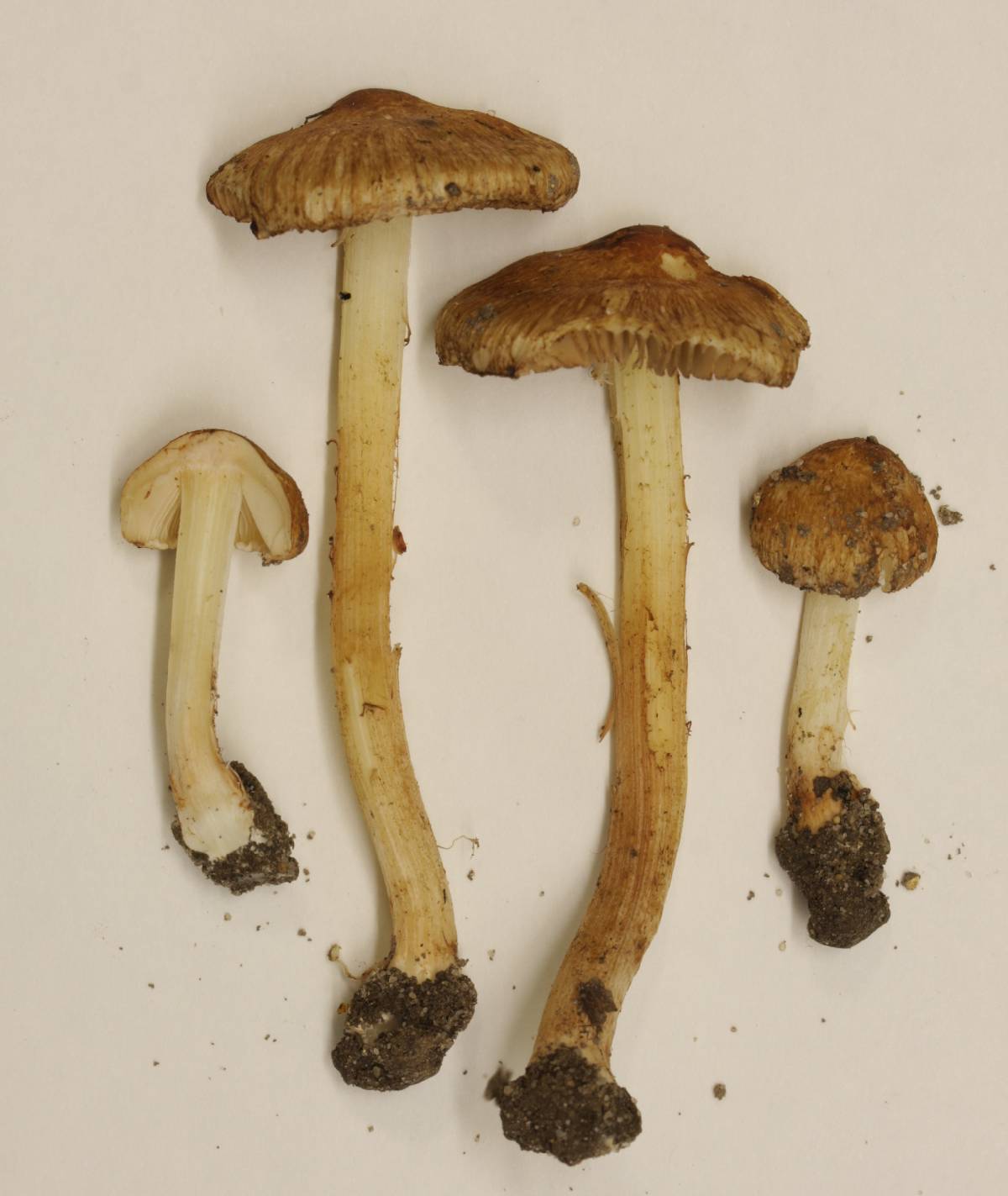 Inocybe earleana image