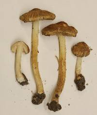 Inocybe earleana image