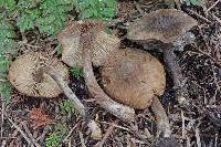 Inocybe sphagnophila image
