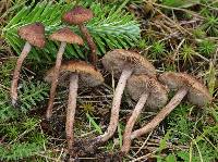 Inocybe lacera image