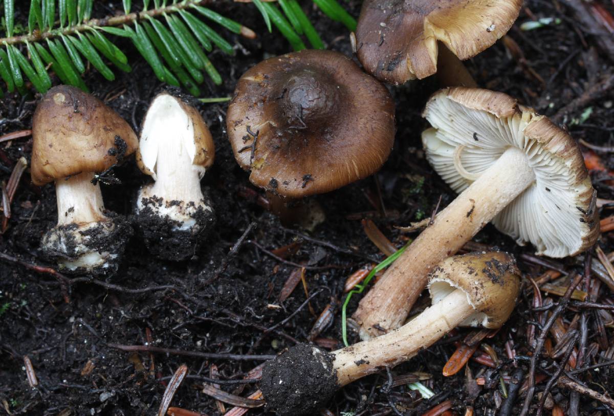 Inocybe nodulosa image