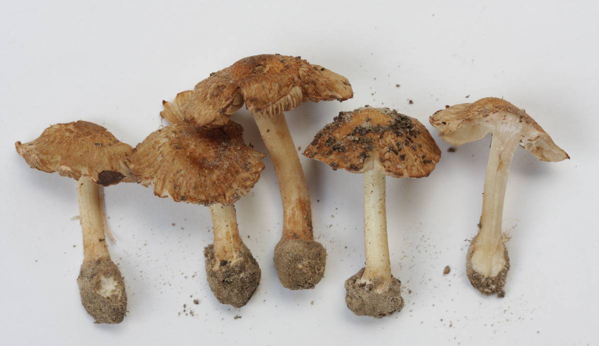 Inocybe earleana image