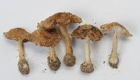 Inocybe earleana image