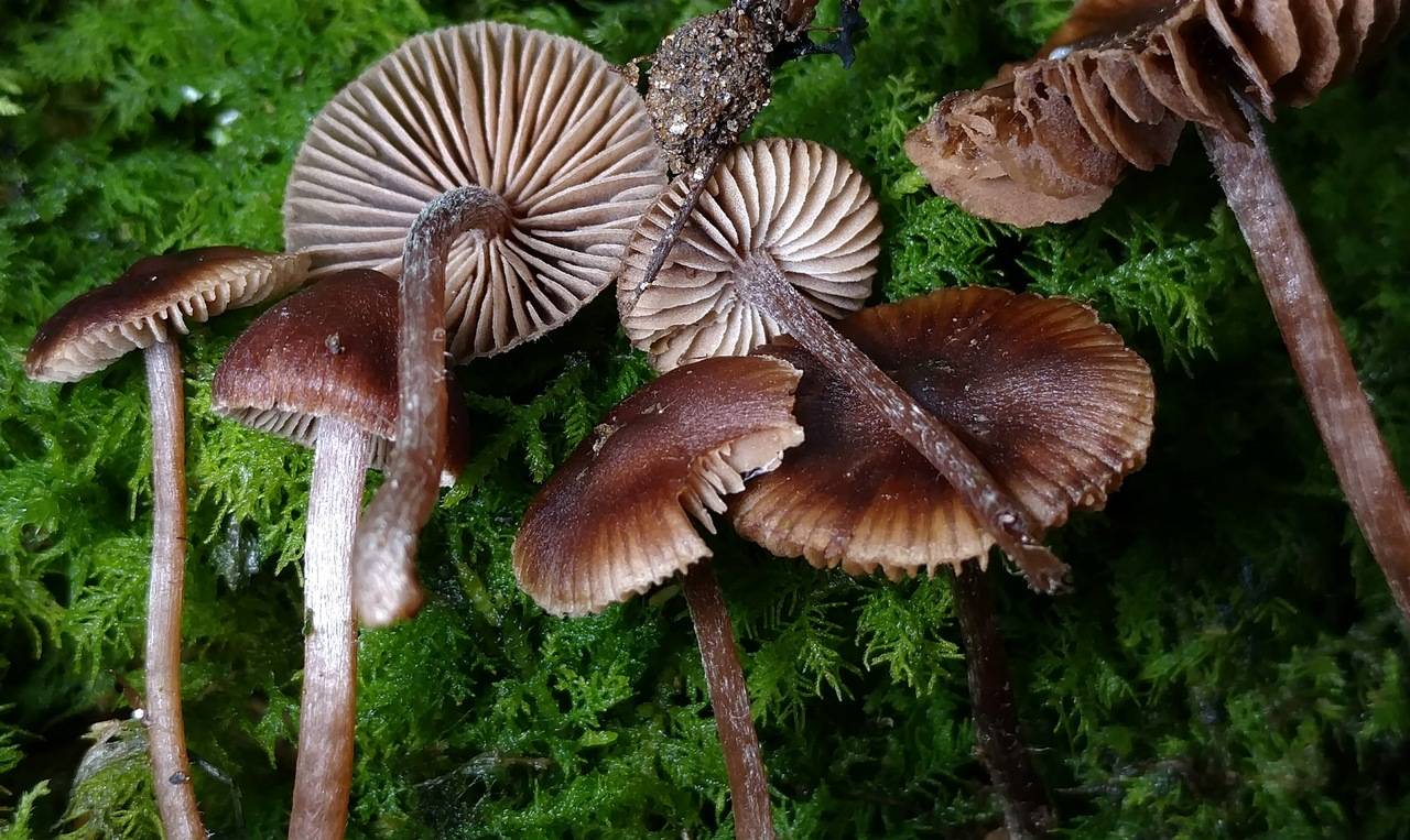 Inocybe perlucida image