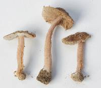 Inocybe subradiata image