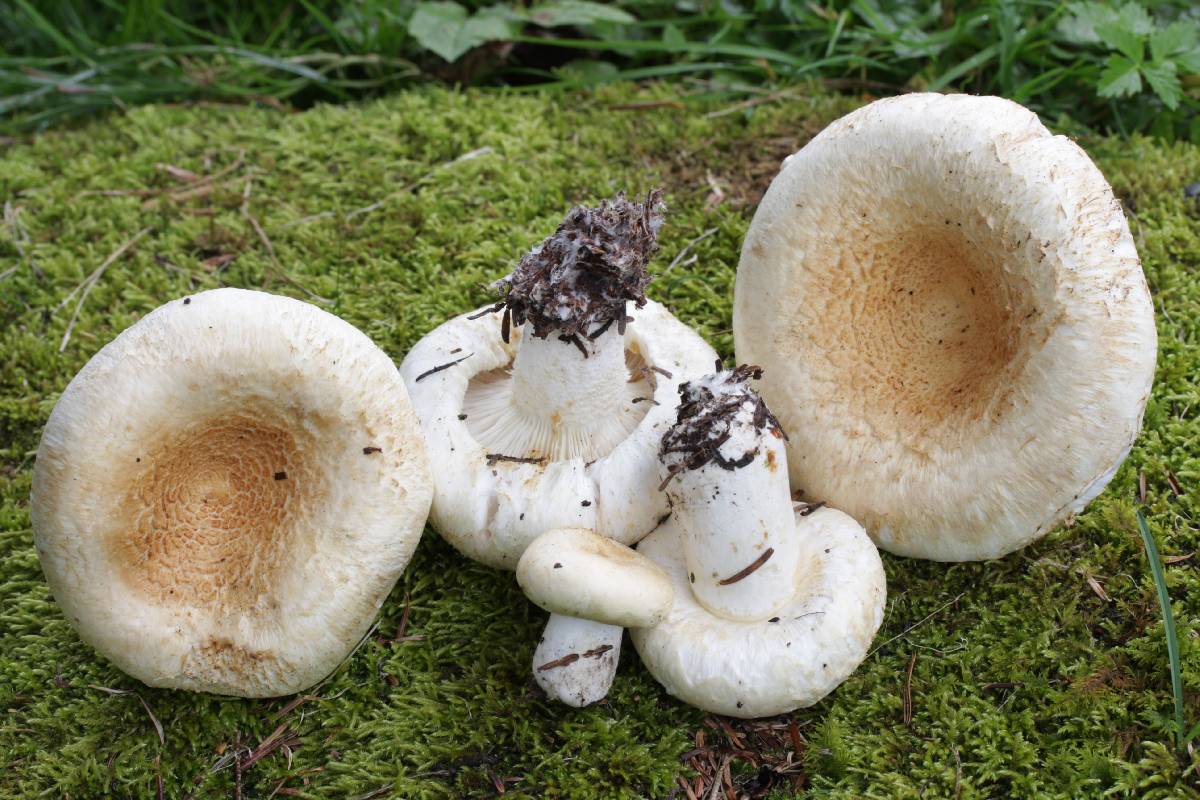 Lactifluus deceptivus image