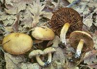 Inocybe subtomentosa image