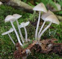 Mycena borealis image