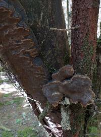 Phellinus lundellii image