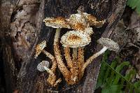 Pholiota squarrosoides image