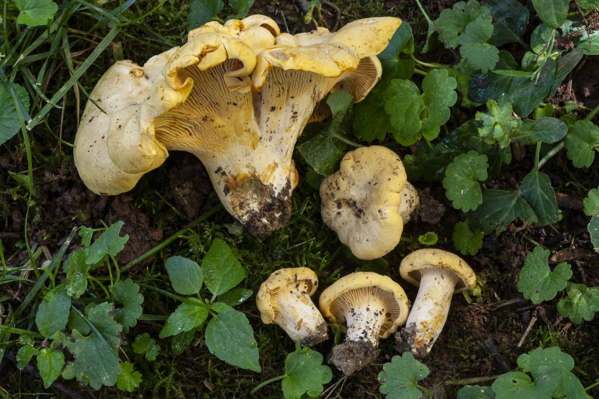 Cantharellus vicinus image