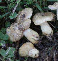 Russula pulverulenta image