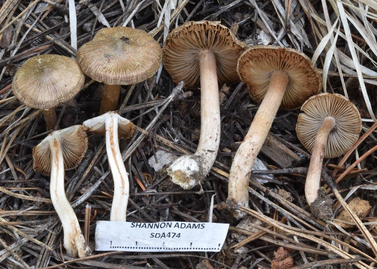 Inocybe giacomi image