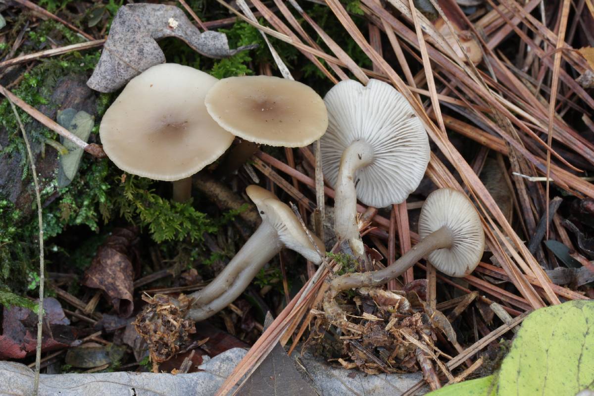 Clitocybe olivaceobrunnea image