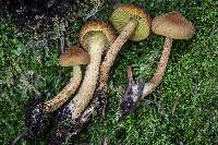 Cortinarius croceoconus image