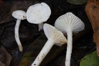 Hygrophorus discoxanthus image