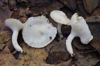 Hygrophorus discoxanthus image