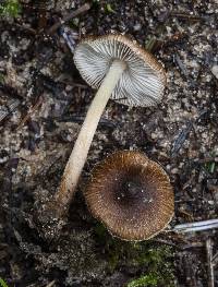 Inocybe napipes image