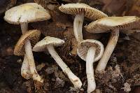 Inocybe armeniaca image