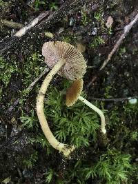 Inocybe intricata image