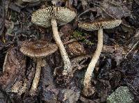 Inocybe napipes image