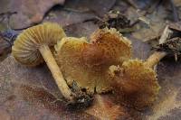 Inocybe microteroxantha image