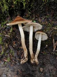 Inocybe neobrunnescens image