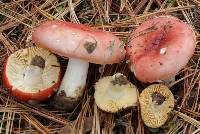 Russula cessans image