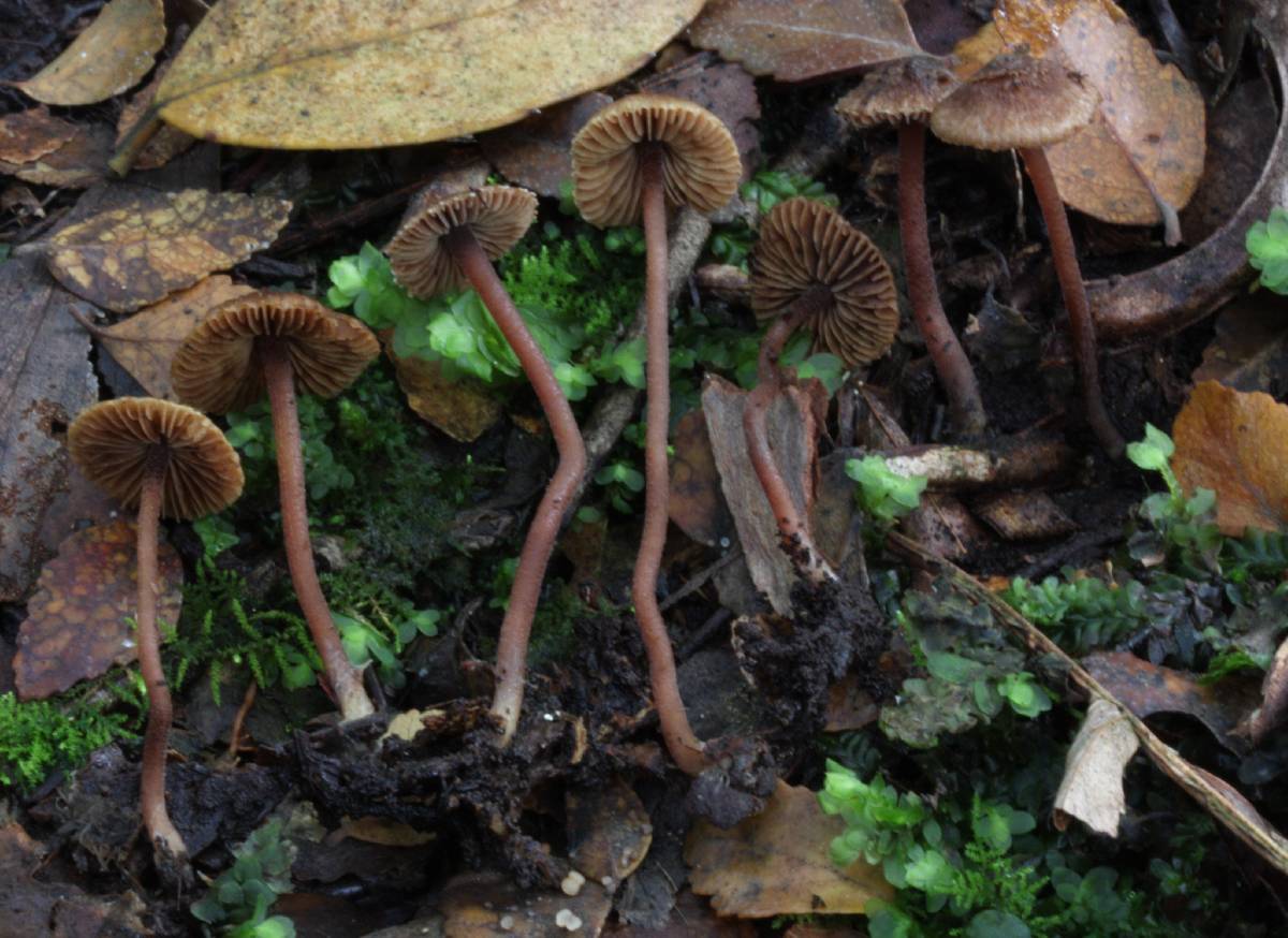 Inocybe strigiceps image