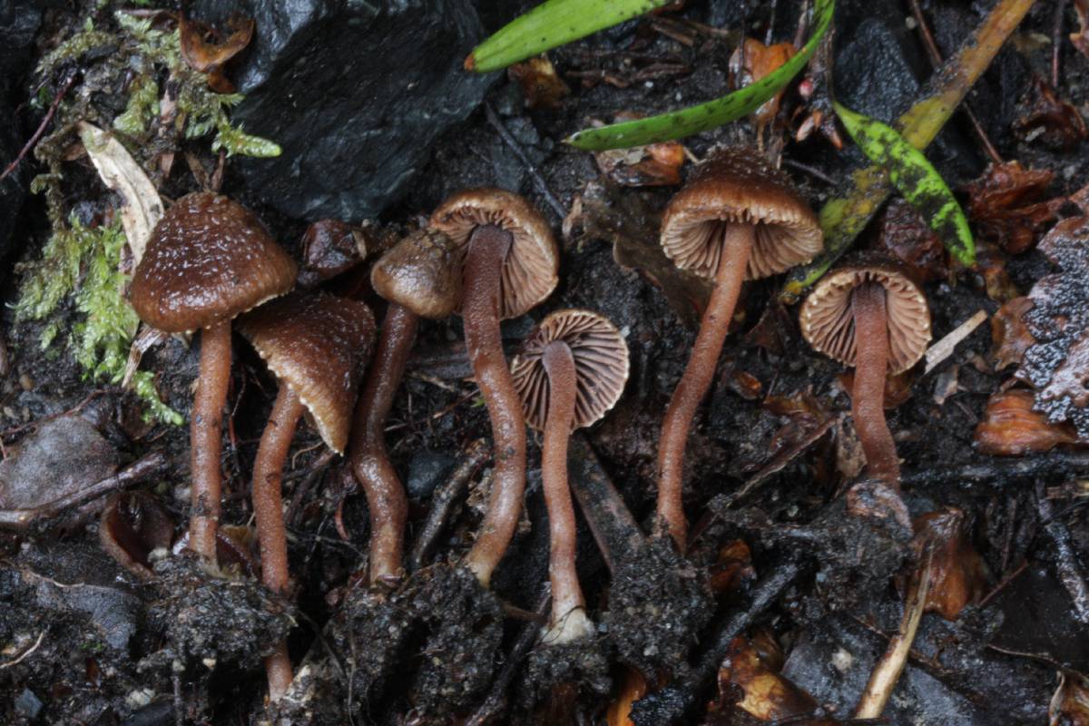 Inocybe strigiceps image