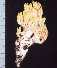 Ramaria formosa image