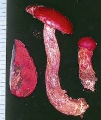 Boletus frostii image