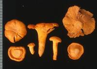 Image of Cantharellus cibarius