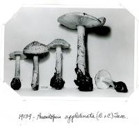 Amanitopsis agglutinata image