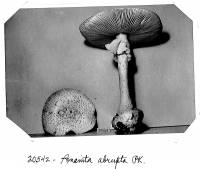 Amanita abrupta image