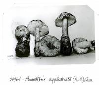 Amanita whetstoneae image