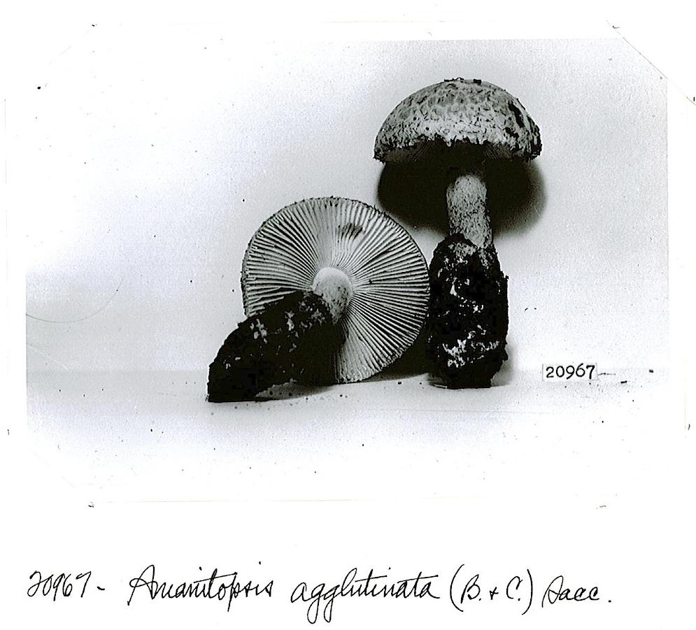 Amanita whetstoneae image