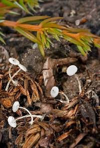 Hemimycena lactea image