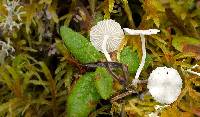 Hemimycena lactea image