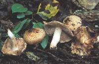 Inocybe dulciolens image